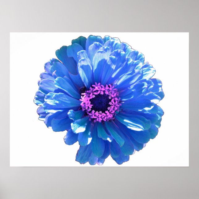 Póster Foto floral azul margarita (Frente)