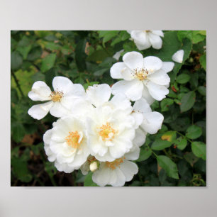 Póster Foto floral de rosas blancas de bonito