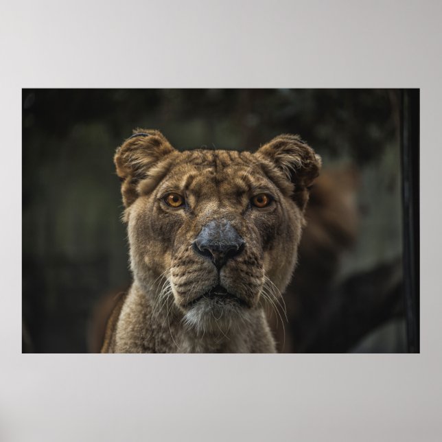 PÓSTER FOTO FOCAL SELECTIVA DEL OSO MARRÓN DURANTE EL DÍA (Frente)