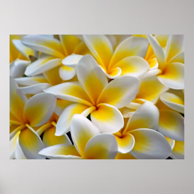 Póster Foto Frangipani Plumeria de Flor (Frente)