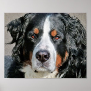 Póster Foto imagen del perro de montaña bernés