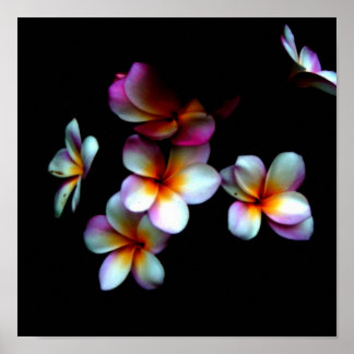 Póster foto impresa en frangipani