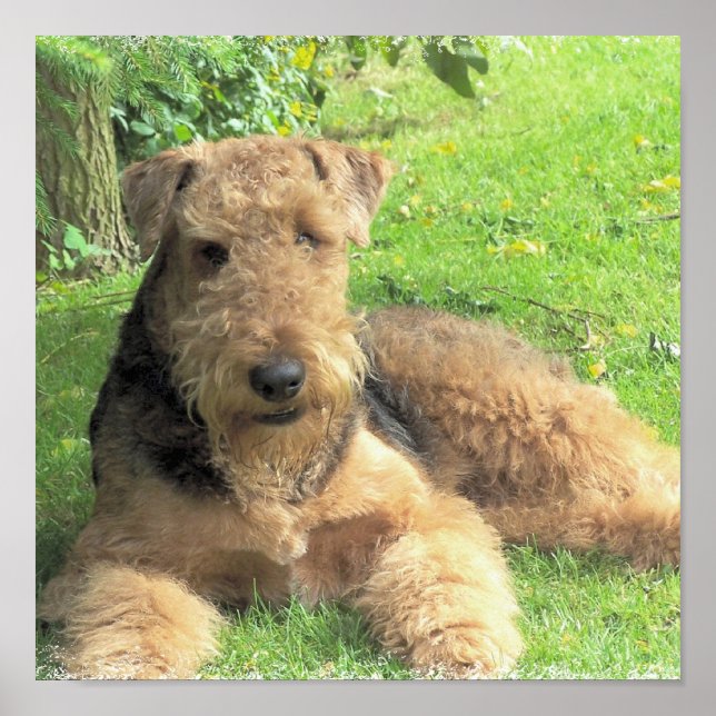 Póster Foto impresa por Airedale Terrier (Frente)