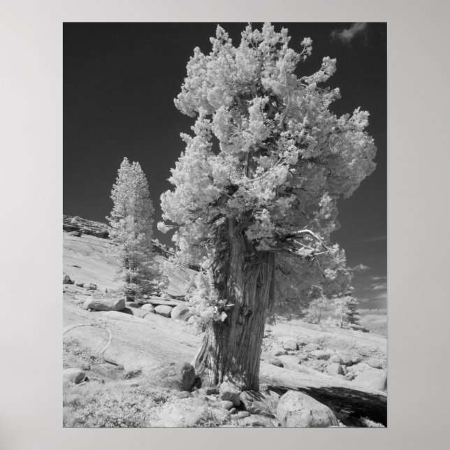 Póster Foto infrarroja en el lado este del Yosemite Natio (Frente)