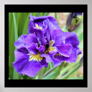 Póster Foto Iris Flower