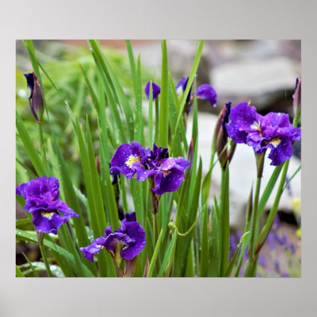 Póster Foto Iris Flower (Frente)