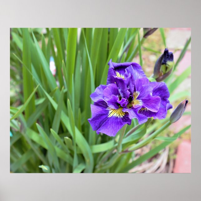 Póster Foto Iris Flower (Frente)
