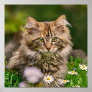Póster Foto linda del animal del gato del gatito del Coon