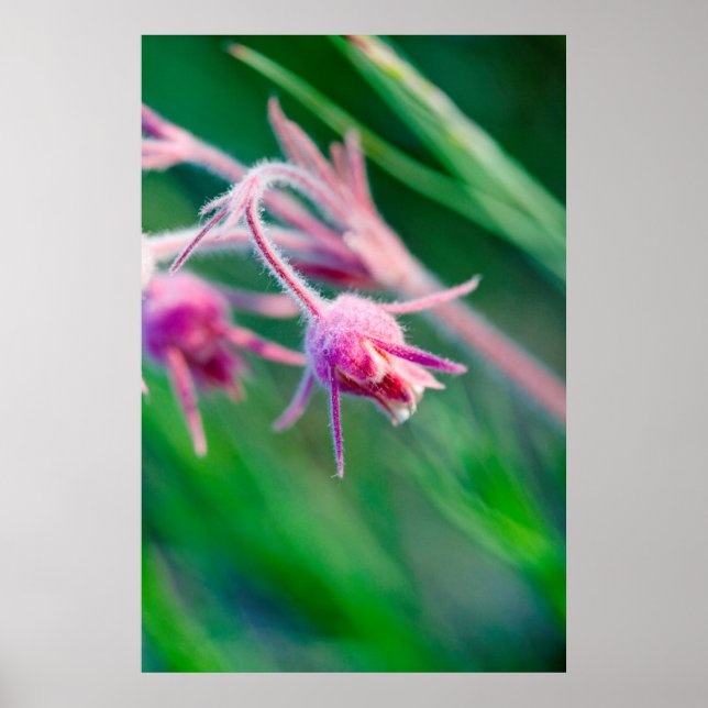 Póster Foto macro de flores de pradera en Montana (Frente)