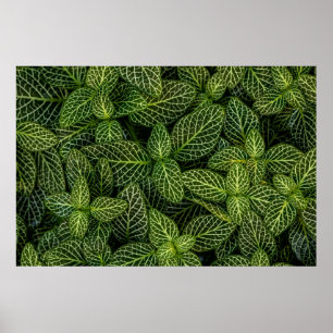 PÓSTER FOTO MACRO DE LAS PLANTAS DE LIBERACIÓN VERDE