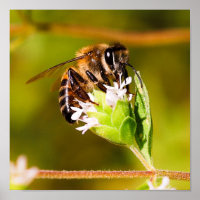 Foto macro de una abeja de miel