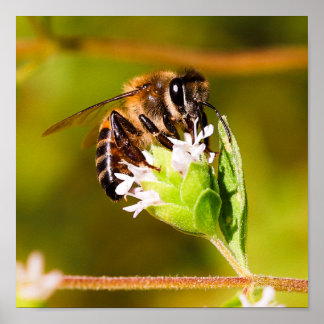 Póster Foto macro de una abeja de miel
