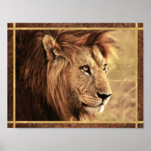 Póster Foto majestuosa de león de lado