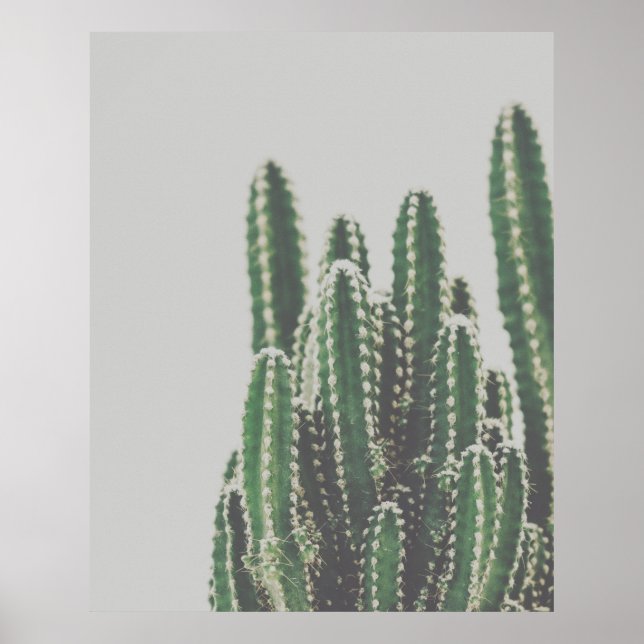 Póster Foto Minimalista moderna de Cactus Verde (Frente)