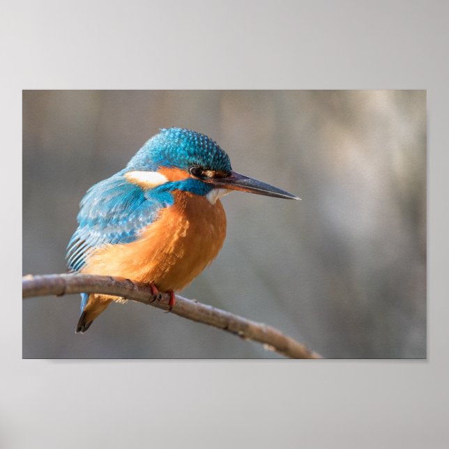 Póster Foto natural de Kingfisher (Frente)