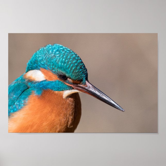 Póster Foto natural de Kingfisher (Frente)