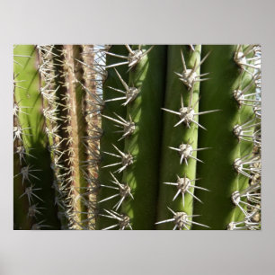 Póster Foto natural del desierto de Cactus II de Barrel
