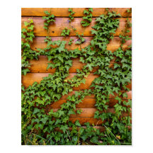 Foto personalizado Rústico Ivy en retrato de pared