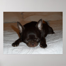 foto poster chihuahua chiot marron endormi