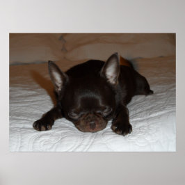 Póster foto poster chihuahua chiot marron endormi