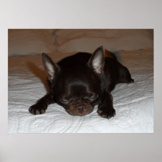 Póster foto poster chihuahua chiot marron endormi