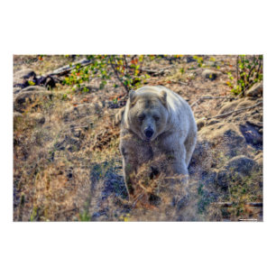 Póster Foto Rara del oso Kermode (oso espiritual)