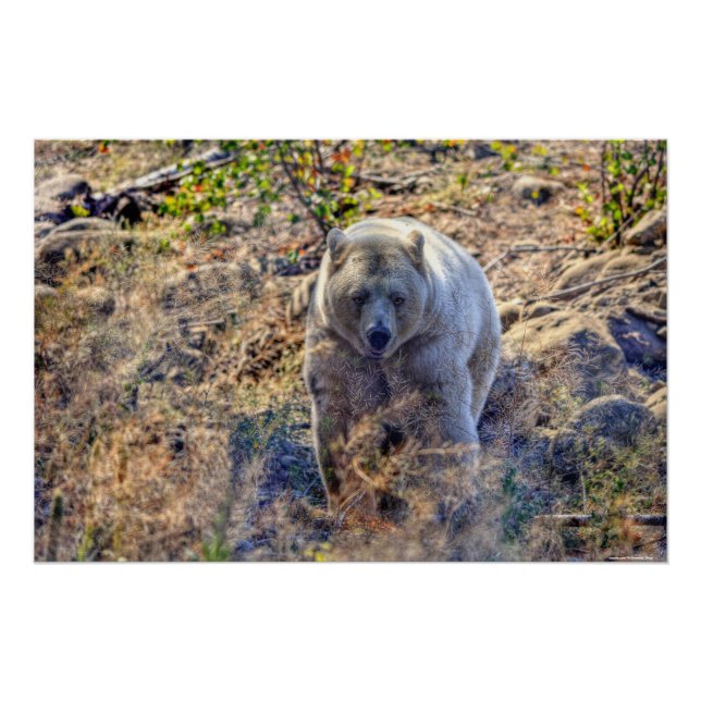 Póster Foto Rara del oso Kermode (oso espiritual) (Anverso)