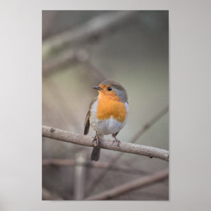 Póster Foto Robin Wildlife