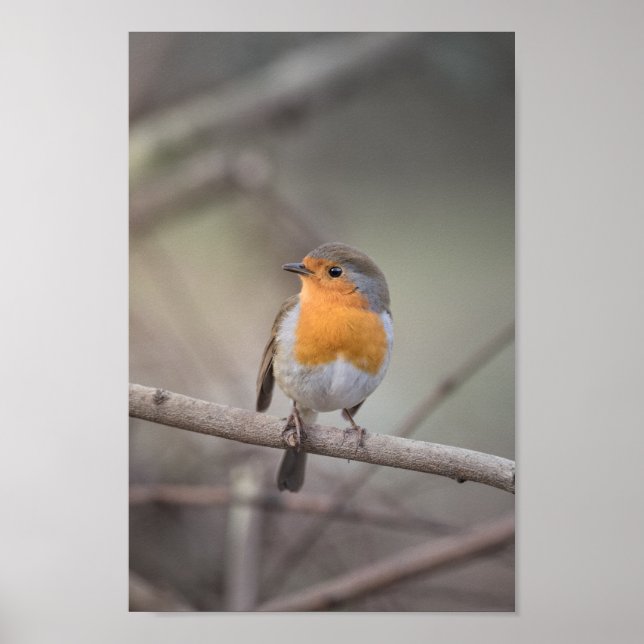 Póster Foto Robin Wildlife (Frente)
