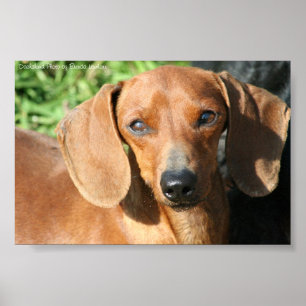 Póster Foto roja de Smoothcoat del Dachshund
