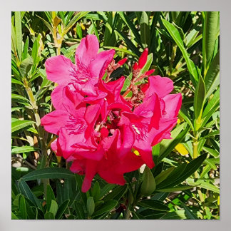 Póster Foto rosa de la flor de Oleander