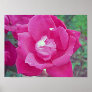 Póster Foto rosa oscuro