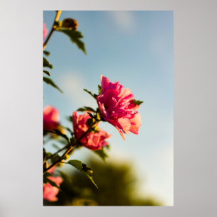 Póster Foto selectiva de la flor de hibisco rosa