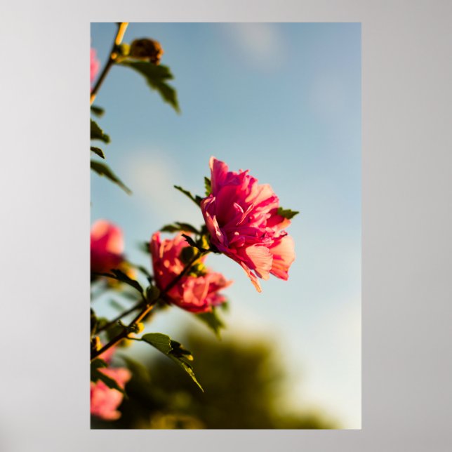 Póster Foto selectiva de la flor de hibisco rosa (Frente)