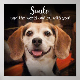 Póster Foto sonriente del perro lindo del beagle de la