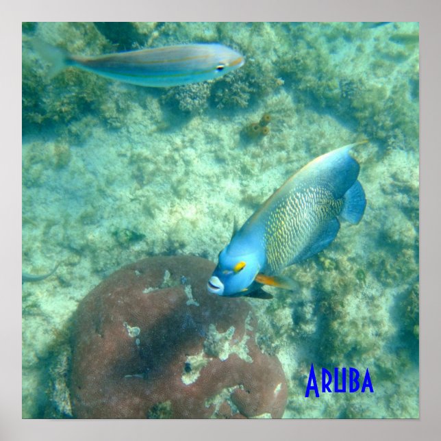 Póster Foto submarina de Aruba Fish (Frente)