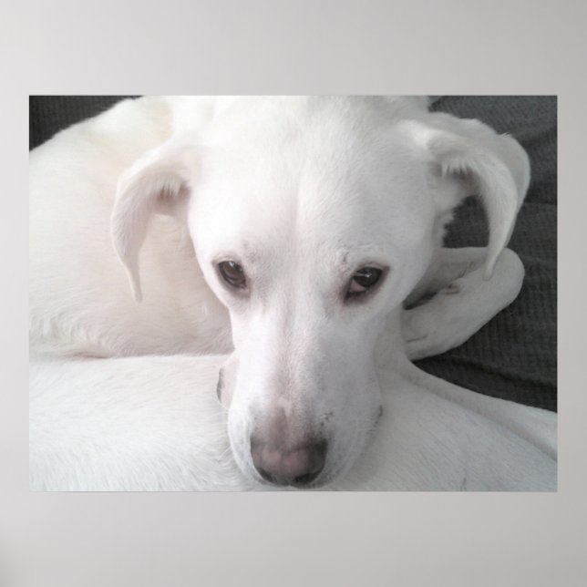 Póster Foto única de perro mestizo de Retriever Labrador  (Frente)