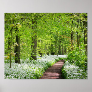 Póster Foto verde hermosa del bosque de la primavera
