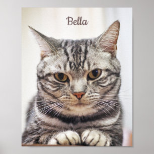 Póster Foto Y Nombre Del Gato Del personalizado