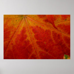 Póster Fotografía abstracta de la naturaleza de otoño con