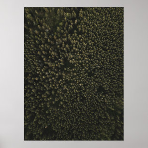 Póster Fotografía aérea de altos árboles verdes