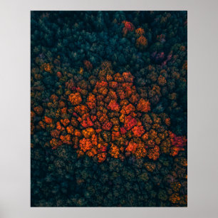 Póster Fotografía aérea del bosque