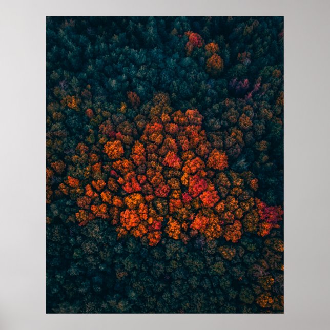 Póster Fotografía aérea del bosque (Frente)