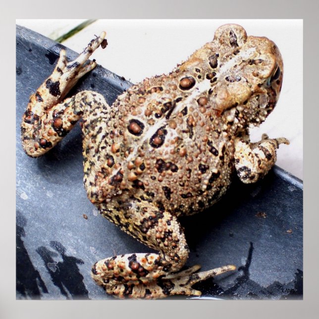 Póster Fotografía animal de Frog Toad (Frente)