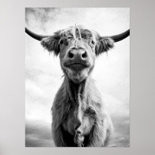 Póster Fotografía artística en estilo mesotinto de vaca s