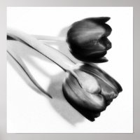 Fotografía Bella Artes Tulips Imprimir negro y bla