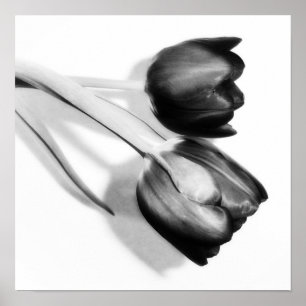 Póster Fotografía Bella Artes Tulips Imprimir negro y bla