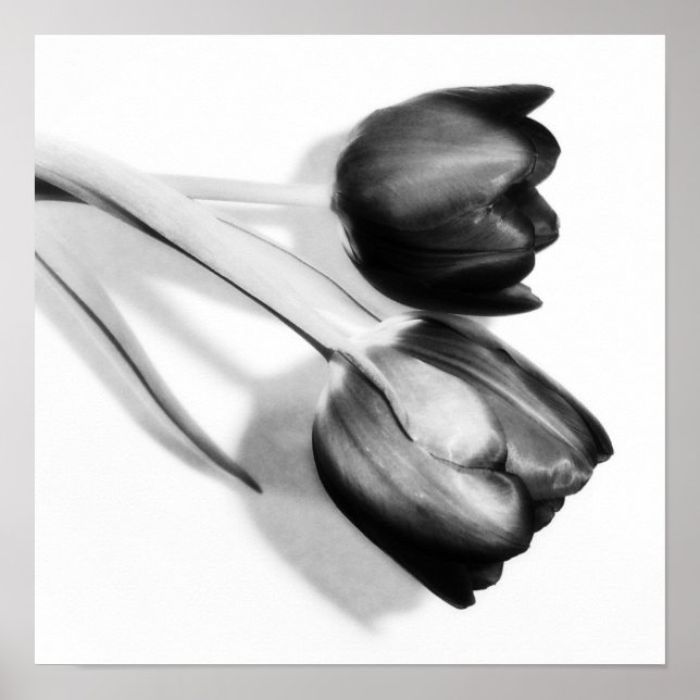 Póster Fotografía Bella Artes Tulips Imprimir negro y bla (Frente)