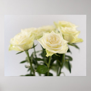 Póster Fotografía botánica de cerca de rosas blancas clás