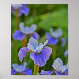 Póster Fotografía botánica del retrato de flor azul Iris
